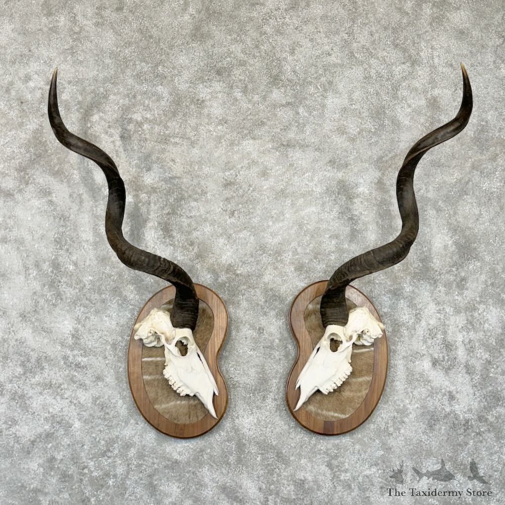 Greater Kudu Skull & Horn Plaque Set For Sale #28972 @ The Taxidermy Store