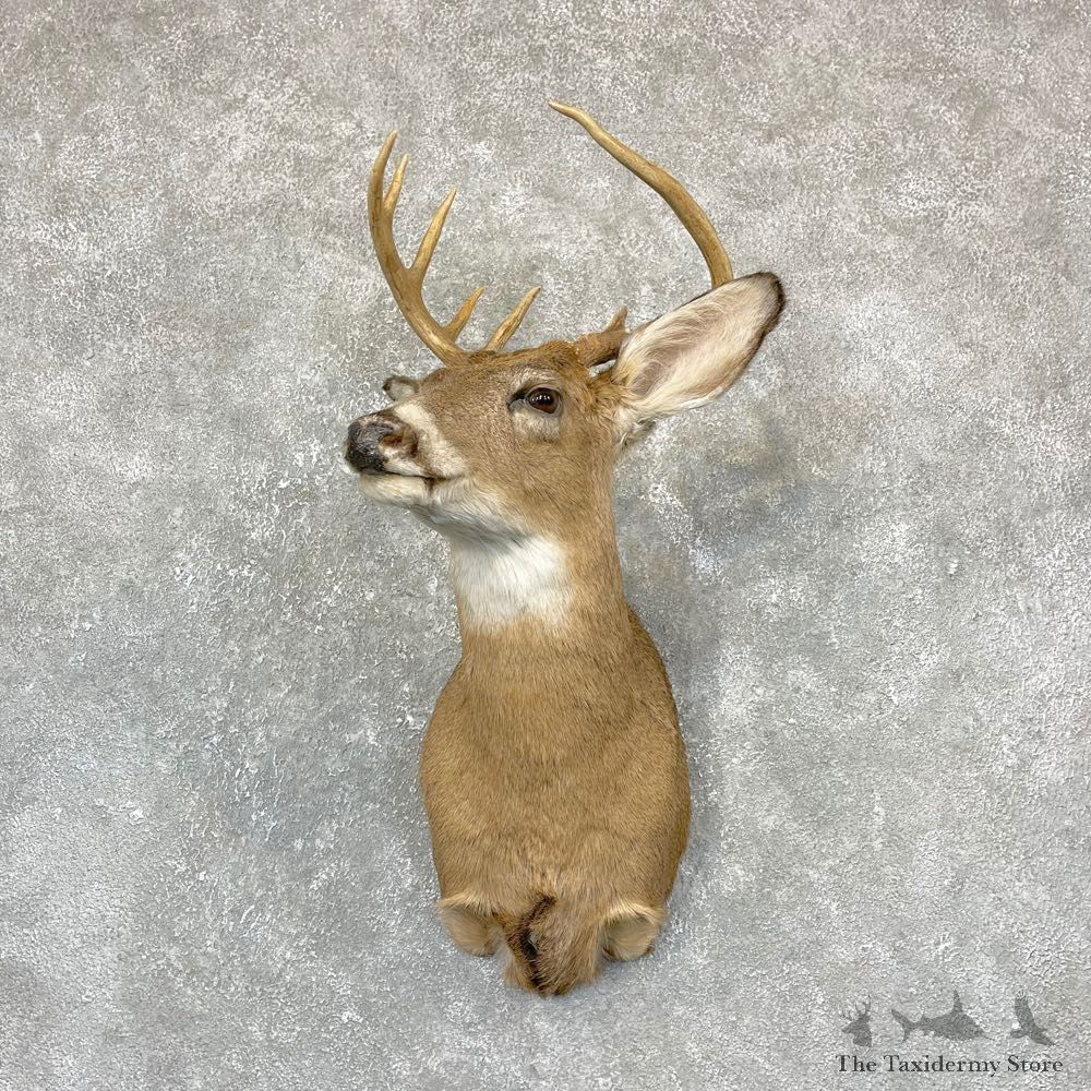 Whitetail Deer Shoulder Mount #24375 For Sale - The Taxidermy Store