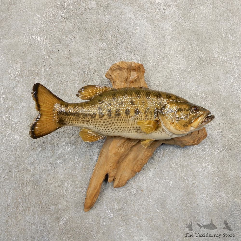 Largemouth Bass Fish Mount For Sale #20838 @ The Taxidermy Store
