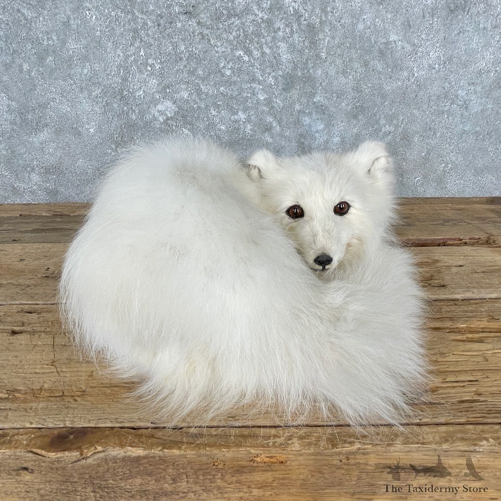 Arctic Fox Life-Size Mount For Sale #26973 @ The Taxidermy Store