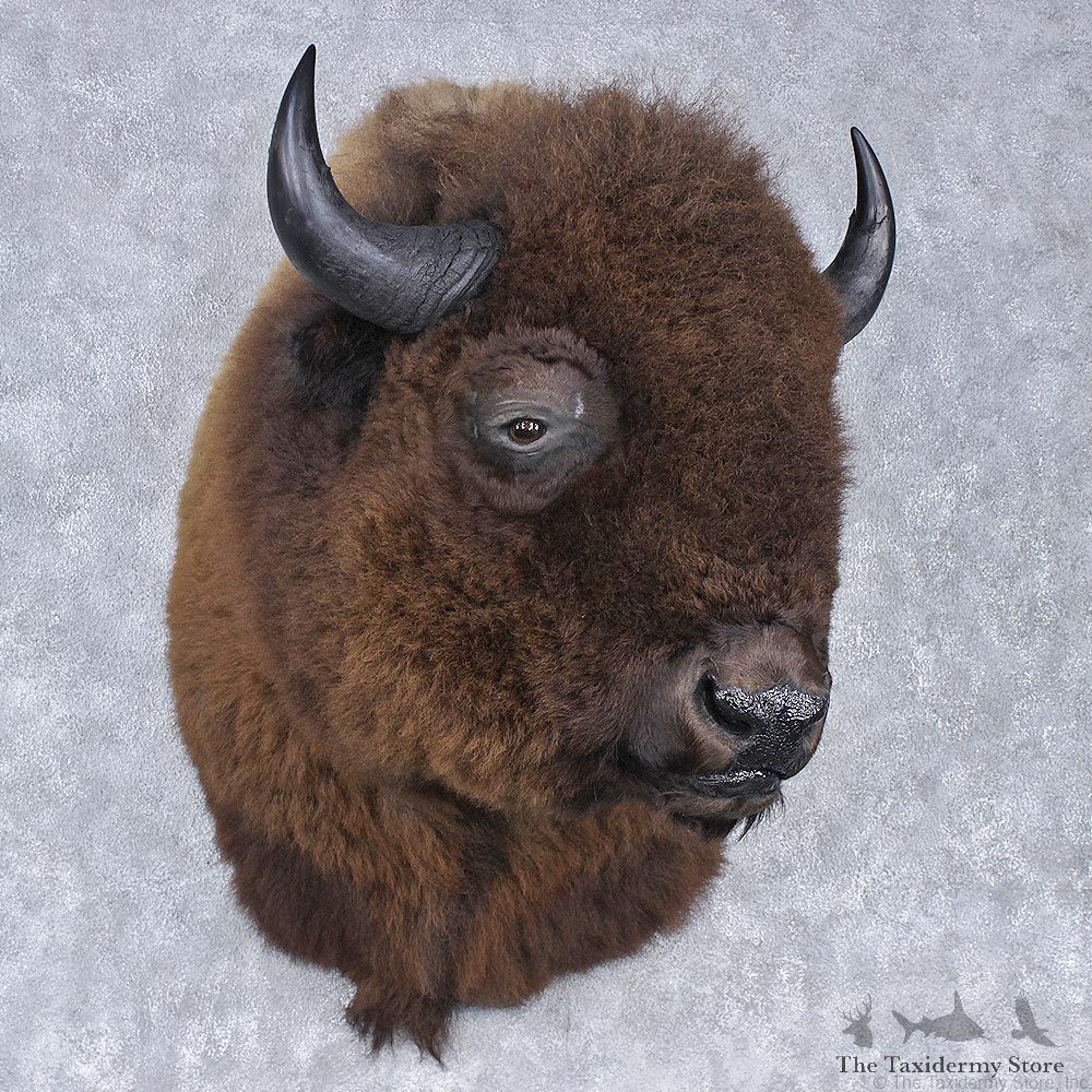 Buffalo (Bison) Shoulder Mount #12552 For Sale @ The Taxidermy Store