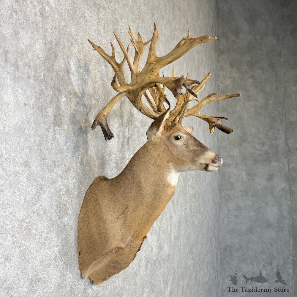 Whitetail Deer Shoulder Mount For Sale #29993 @ The Taxidermy Store