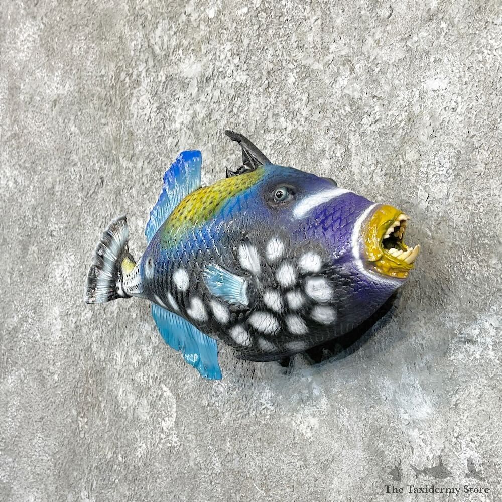 Clown Triggerfish Taxidermy Mount For Sale #27814 @ The Taxidermy Store