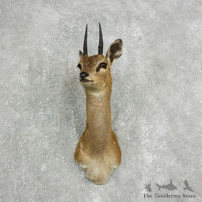 African Klipspringer Shoulder Mount #17635 - For Sale - The Taxidermy Store