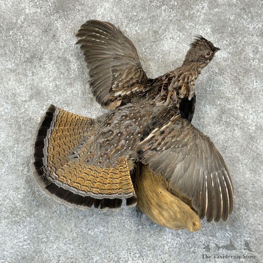 Ruffed Grouse Bird Mount For Sale #29409 @ The Taxidermy Store