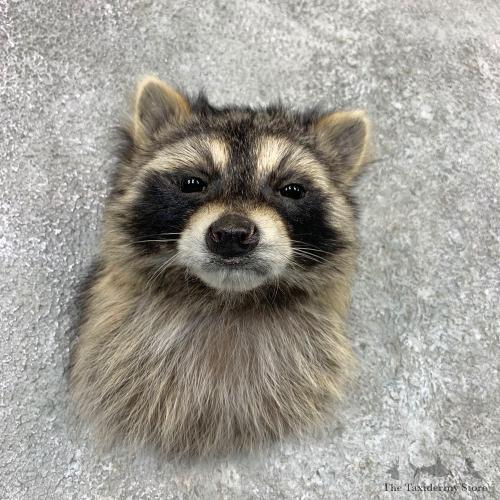 Raccoon Shoulder Mount For Sale #22991 @ The Taxidermy Store
