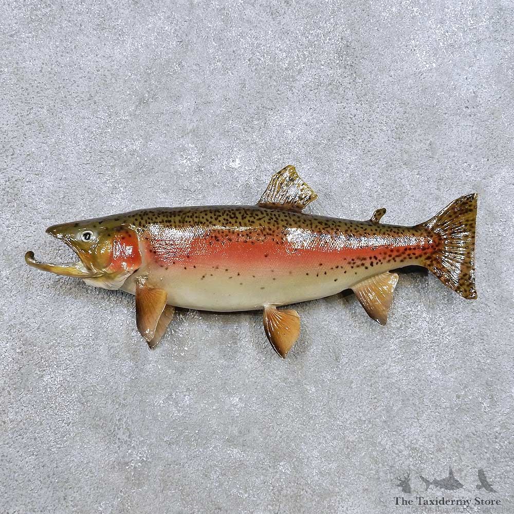 Brook Trout Fish Mount For Sale #14362 @ The Taxidermy Store