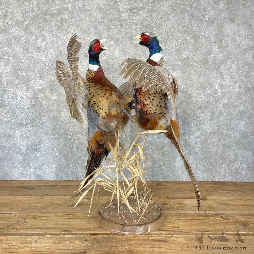 Ringneck Pheasant Bird Mount For Sale #24327 @ The Taxidermy Store