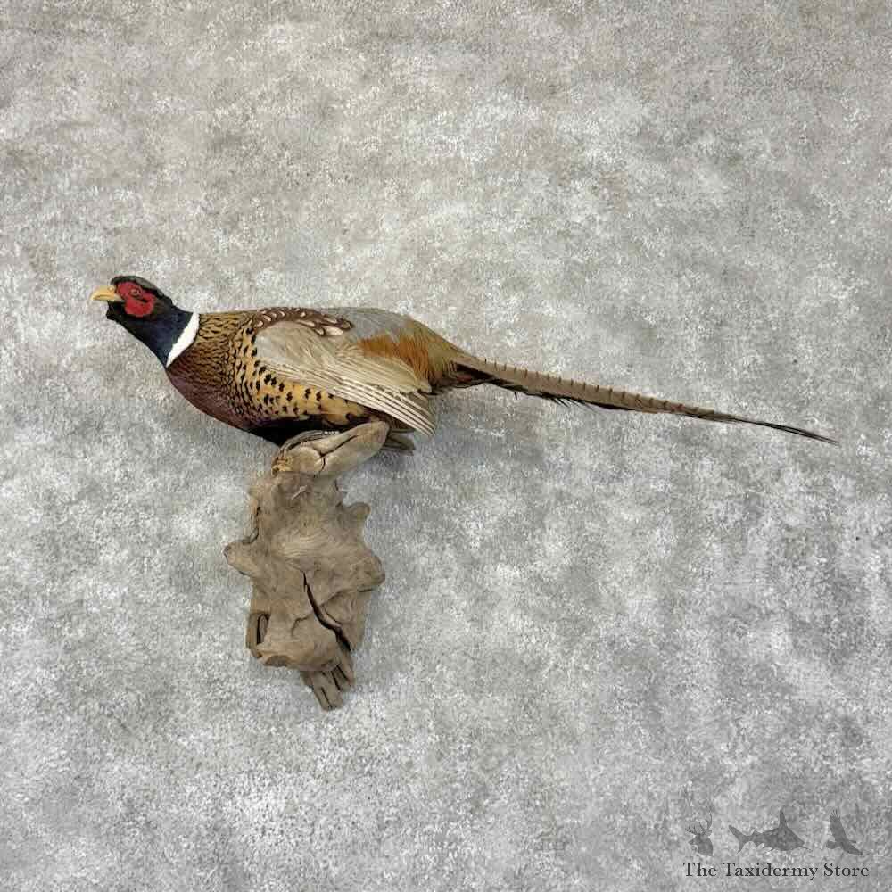 Ringneck Pheasant Bird Mount For Sale #30795 @ The Taxidermy Store