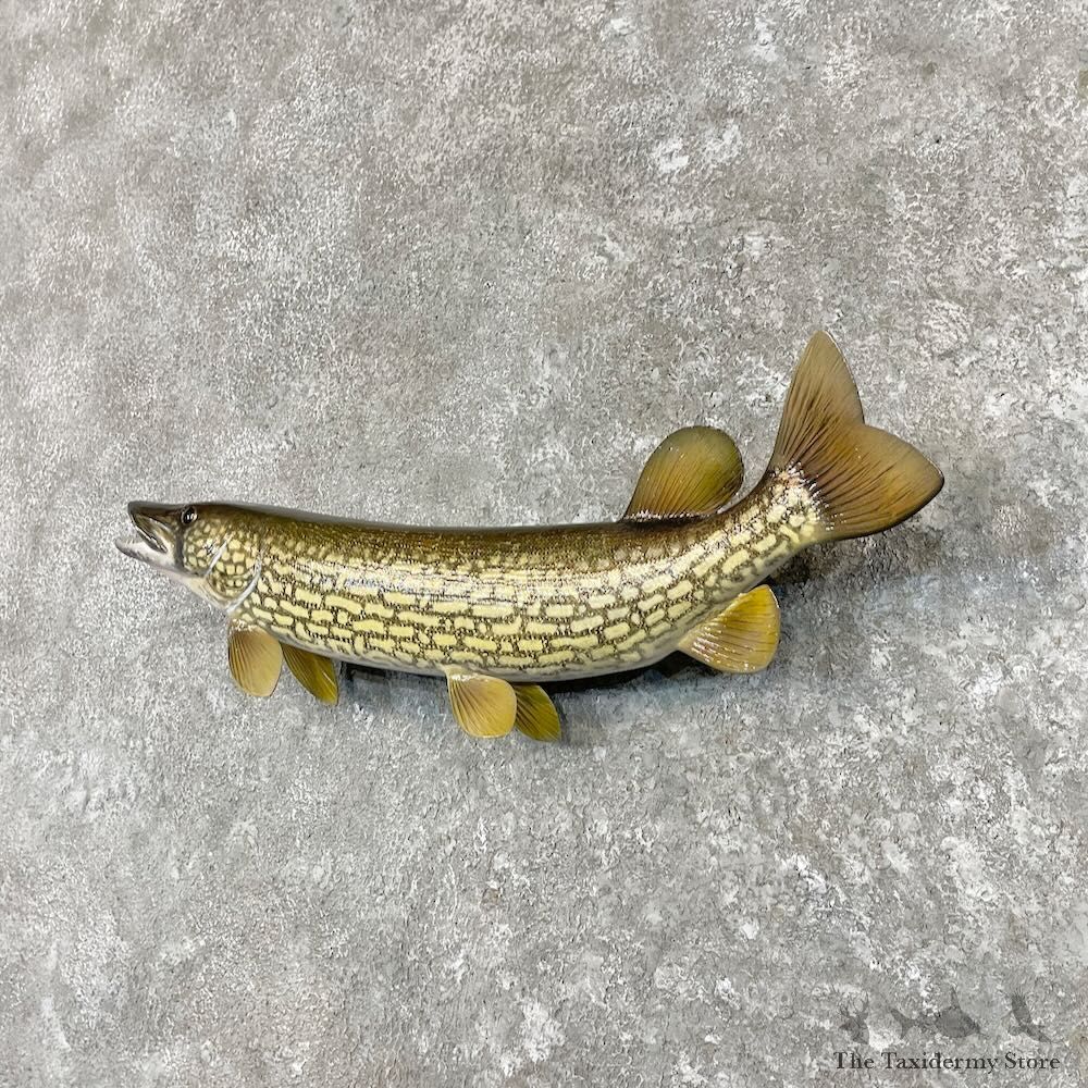 Chain Pickerel Fish Mount For Sale #27558 @ The Taxidermy Store