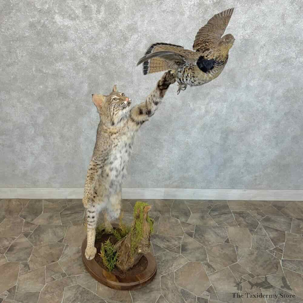 Bobcat Life-Size Mount For Sale #31144 @ The Taxidermy Store