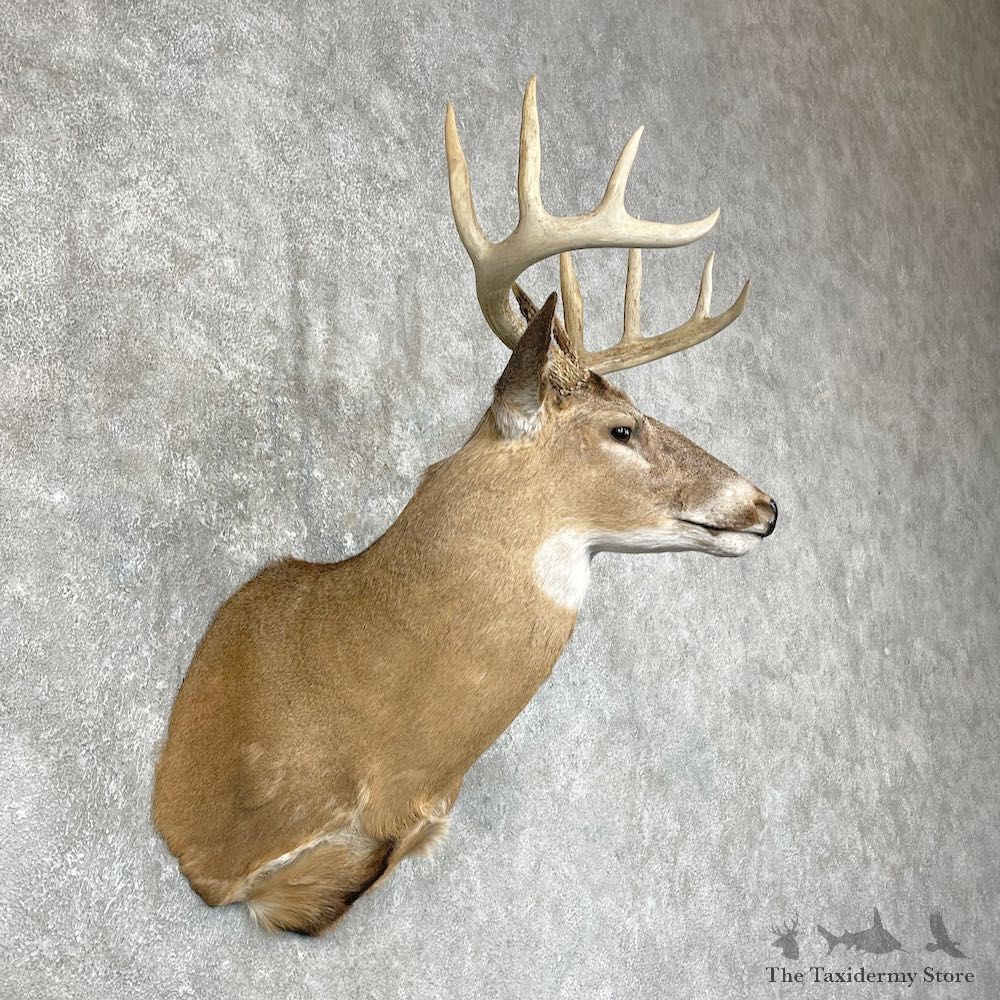 Whitetail Deer Shoulder Mount #25424 For Sale - The Taxidermy Store