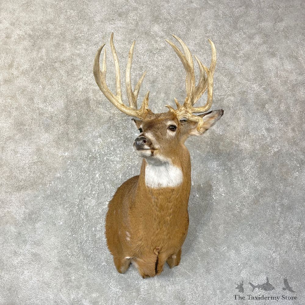 Whitetail Deer Shoulder Mount #25138 For Sale - The Taxidermy Store