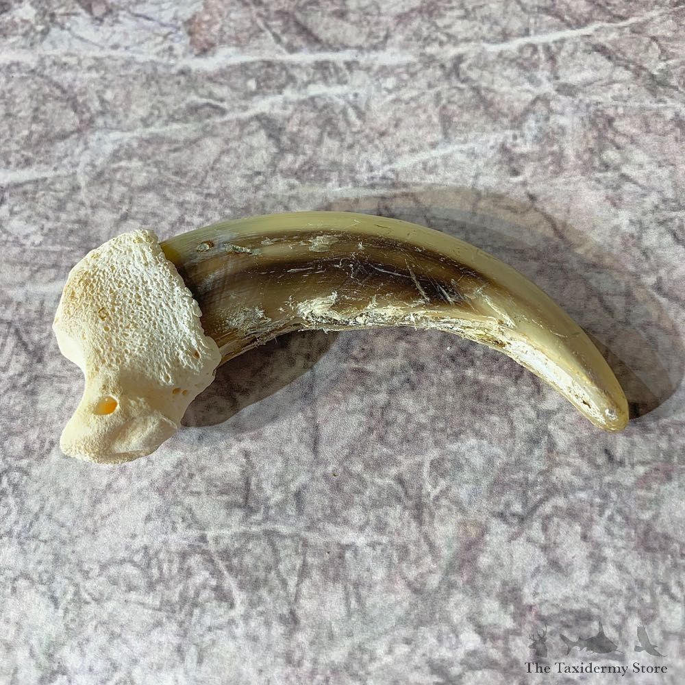 Grizzly Bear Claw For Sale #21887 @ The Taxidermy Store