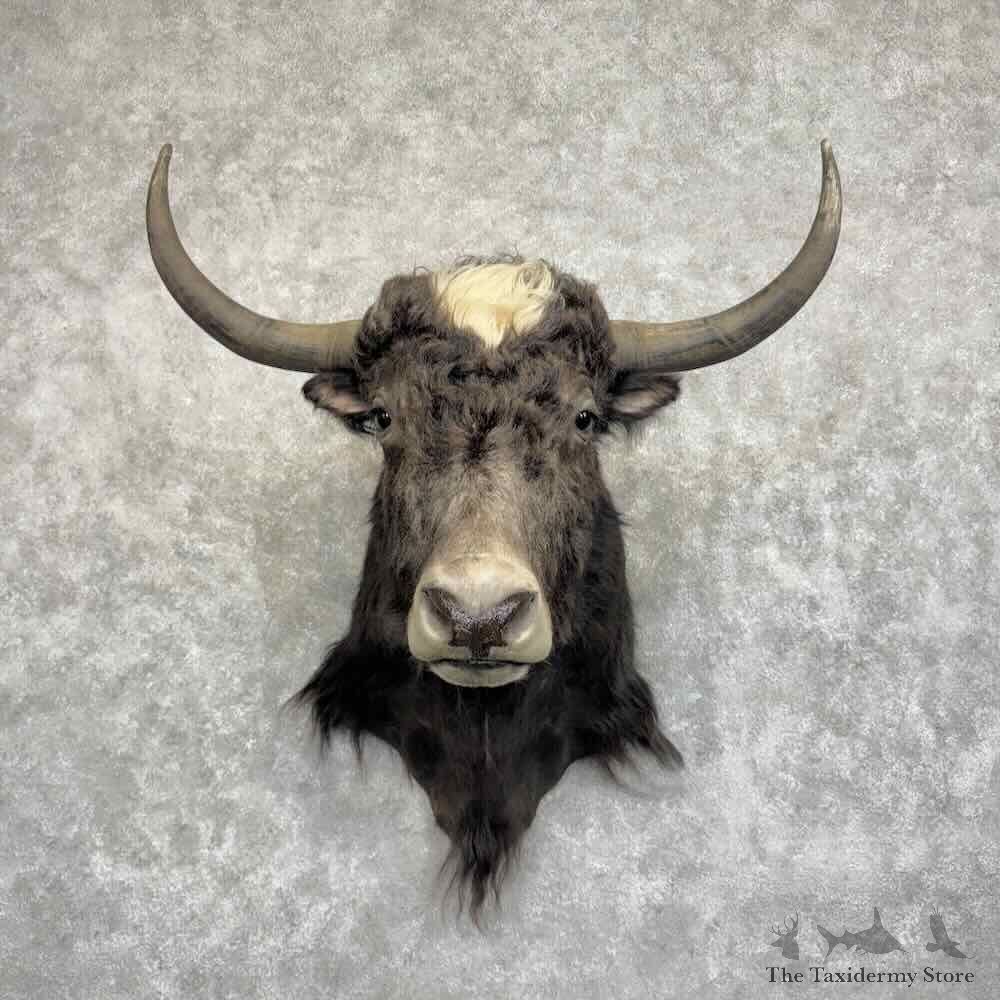 Yak Shoulder Mount For Sale #32072 @ The Taxidermy Store