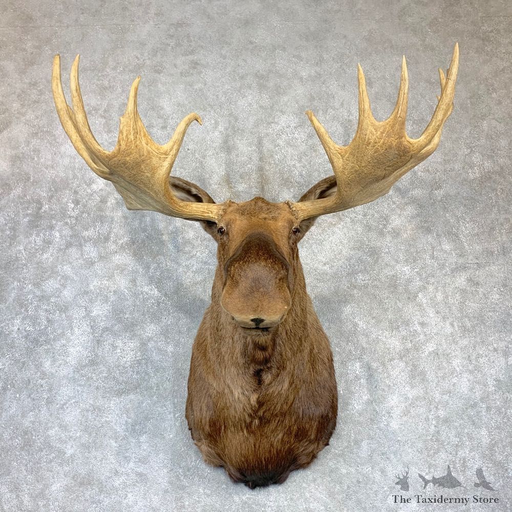 Alaskan Yukon Moose Shoulder Taxidermy Mount #23150 For Sale @ The Taxidermy Store