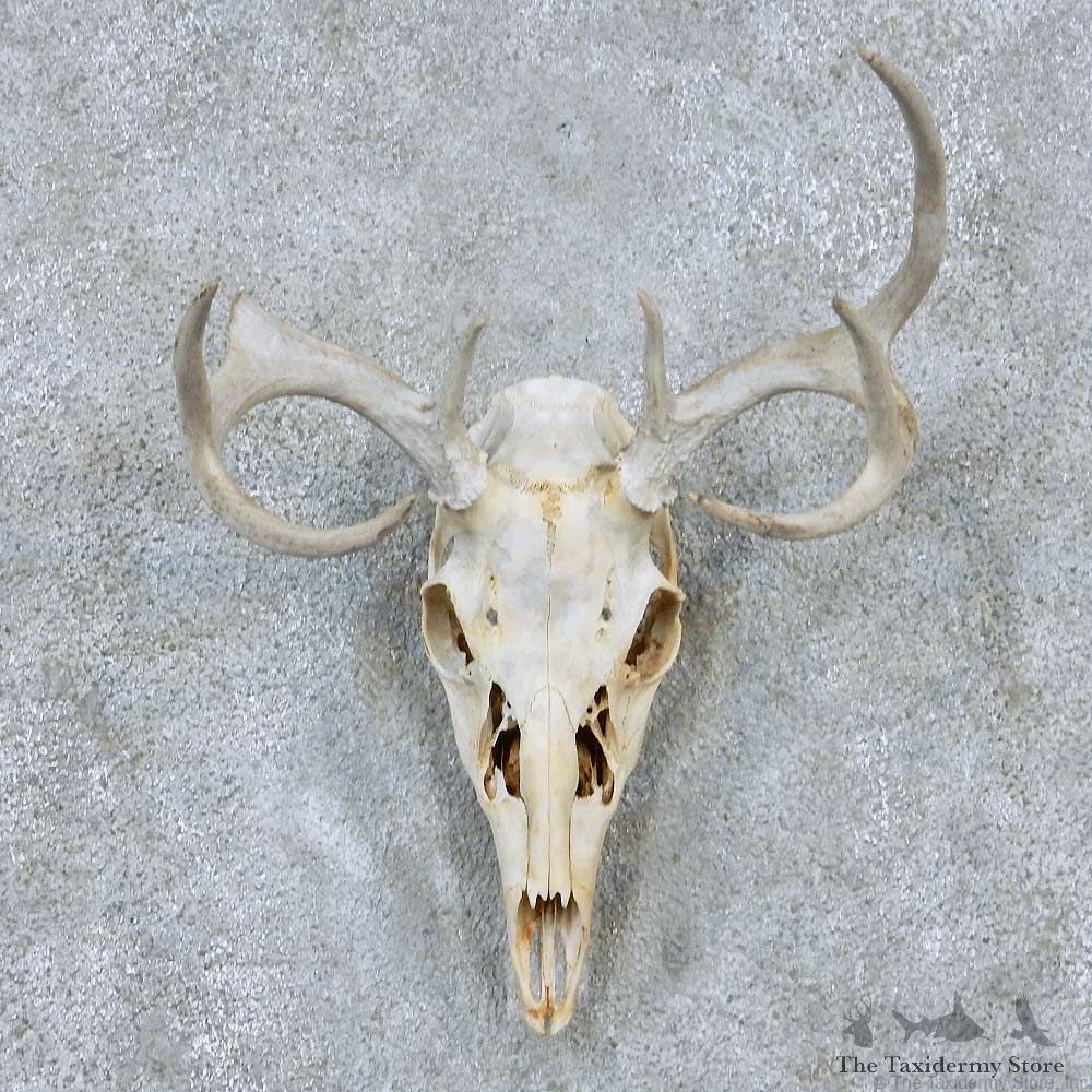 Whitetail Skull Antler European Mount For Sale #13888 For Sale @ The Taxidermy Store