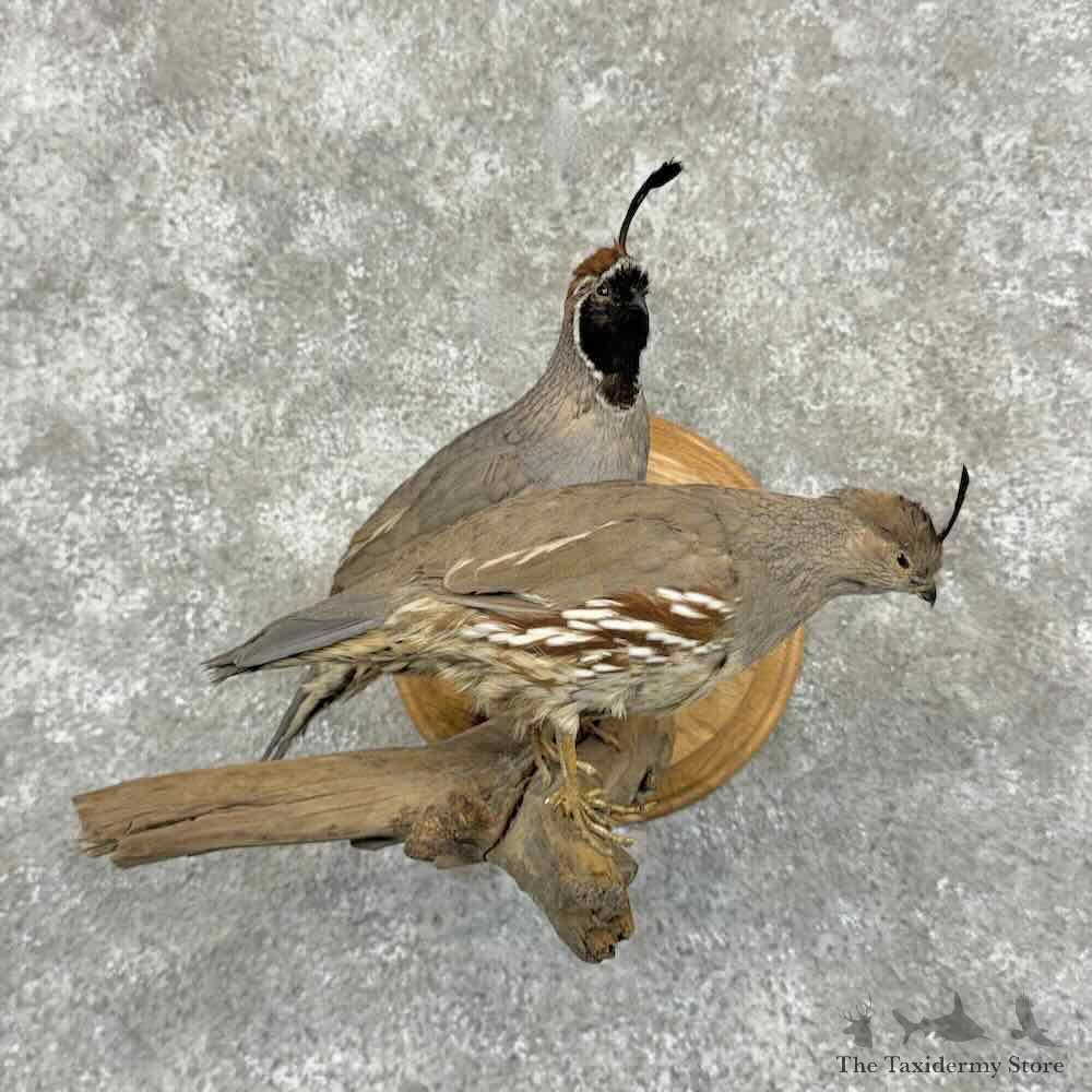 Gambels Quail Pair Bird Mount For Sale #32024 @ The Taxidermy Store