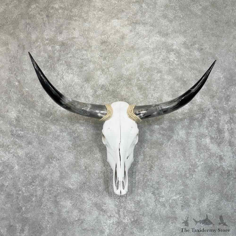 Longhorn Steer Skull European Mount For Sale #30627 @ The Taxidermy Store