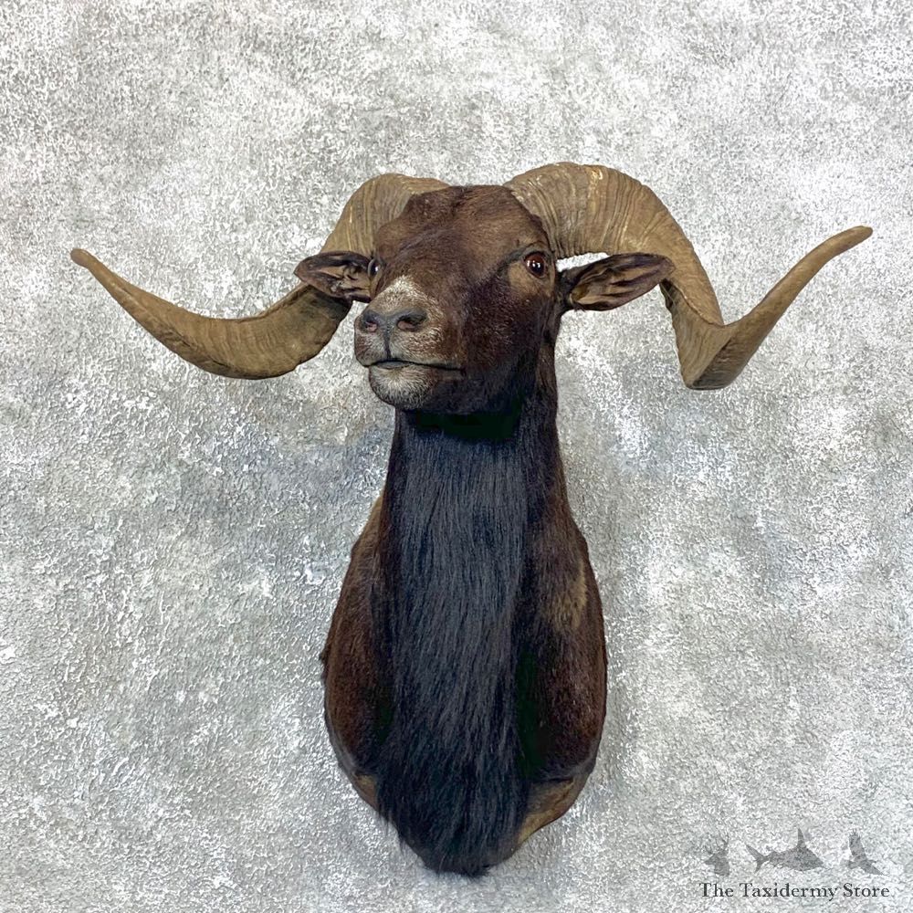 Black Hawaiian Ram Shoulder Mount For Sale #23995 @ The Taxidermy Store