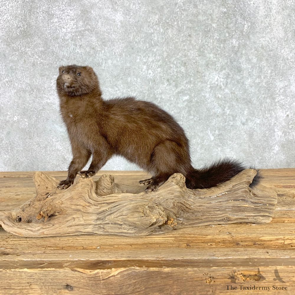 Mink Life-Size Taxidermy Mount For Sale #21691 @ The Taxidermy Store