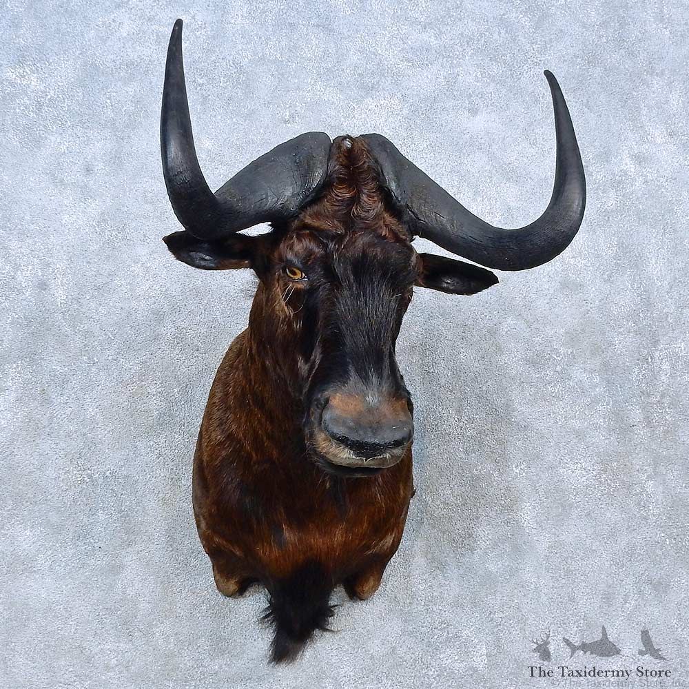 Black Wildebeest Shoulder Mount For Sale #15292 @ The Taxidermy Store