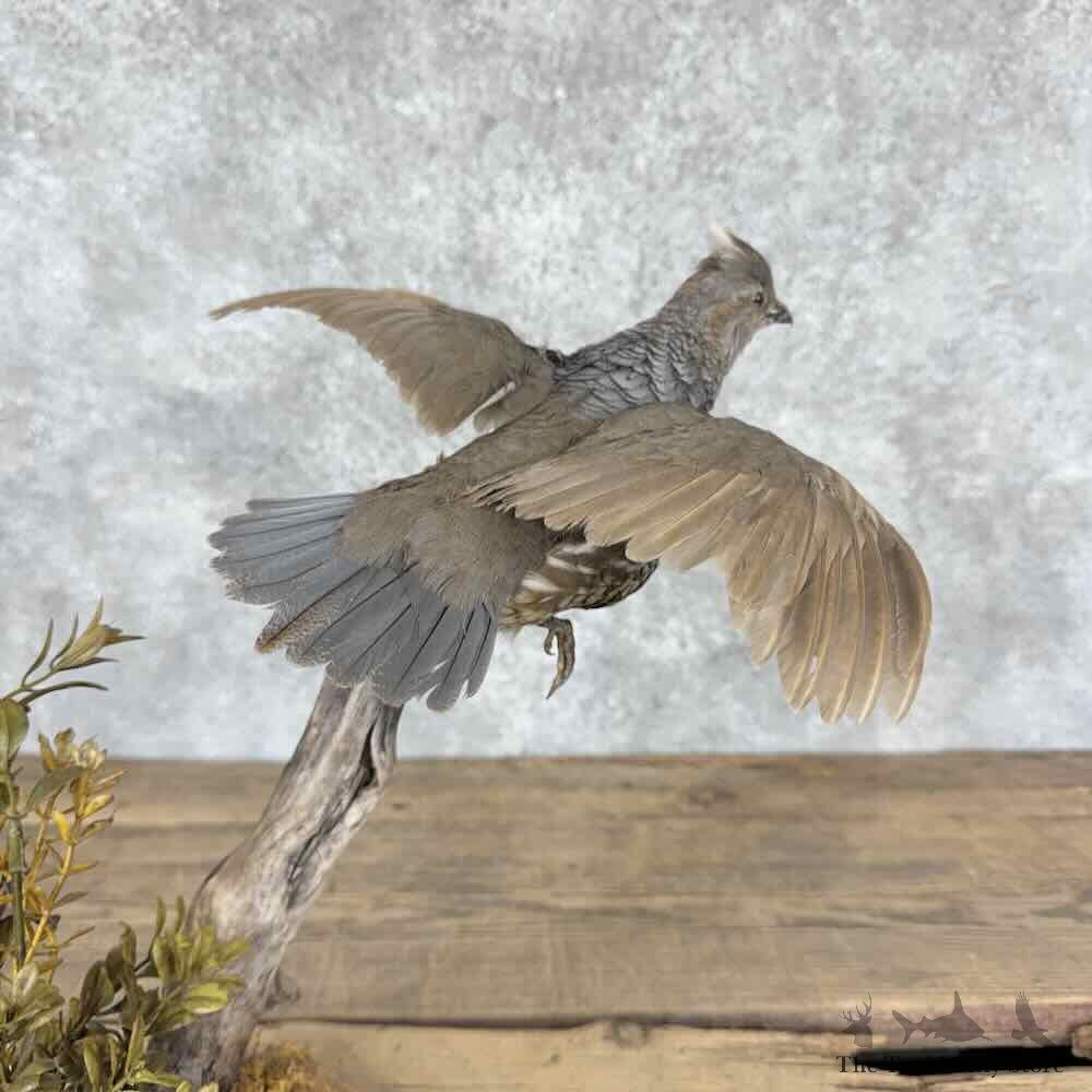 Scaled Quail Bird Mount For Sale #32037 @ The Taxidermy Store