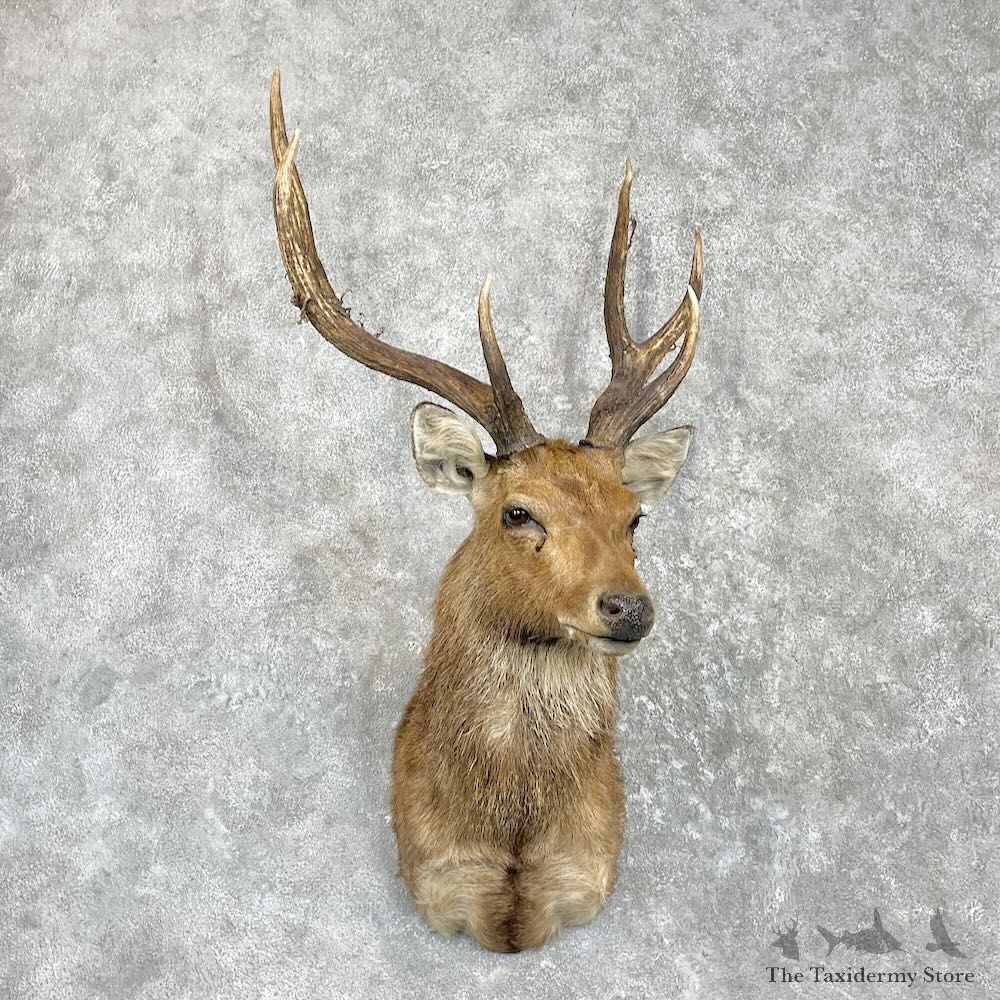 Sambar Deer Shoulder Mount For Sale #27277 @ The Taxidermy Store