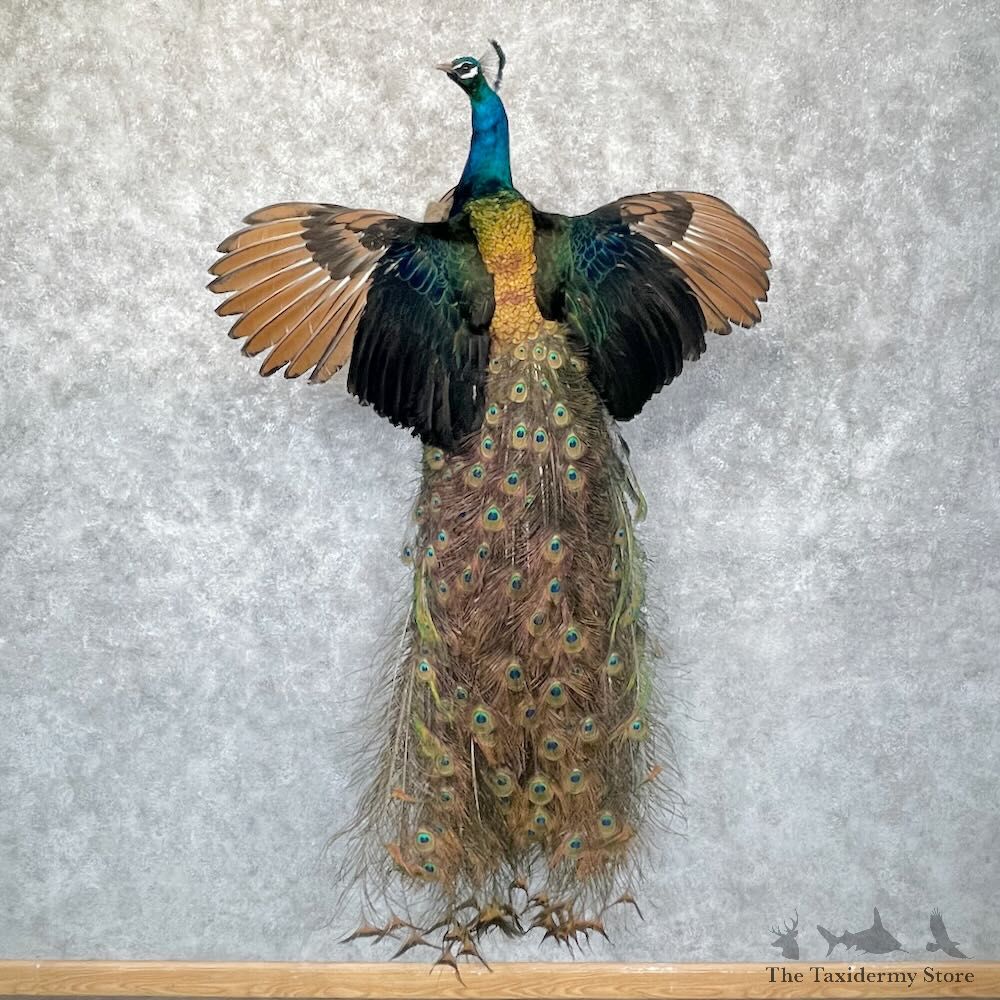 Blue Indian Peacock Bird Mount For Sale #28751 @ The Taxidermy Store
