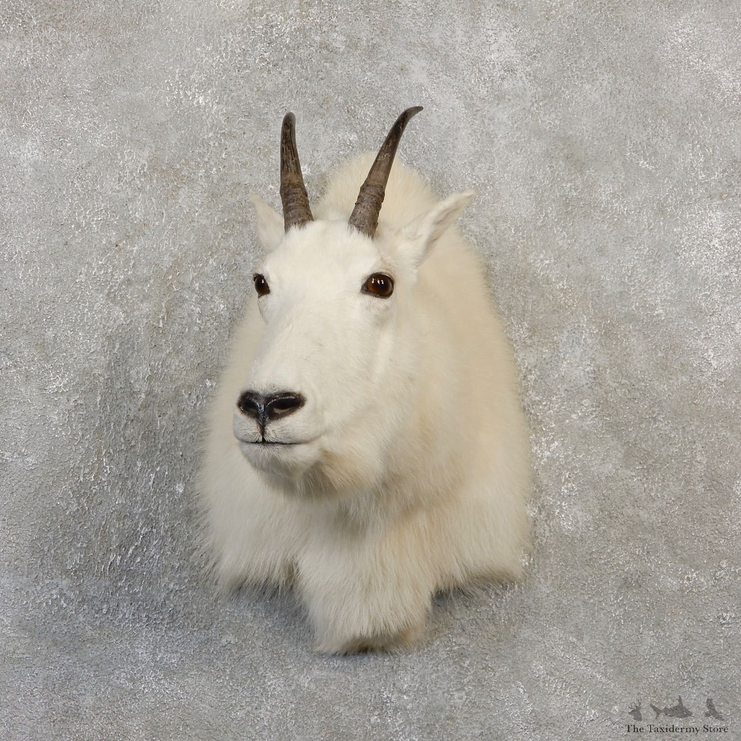 Mountain Goat Shoulder Mount For Sale #20015 @ The Taxidermy Store