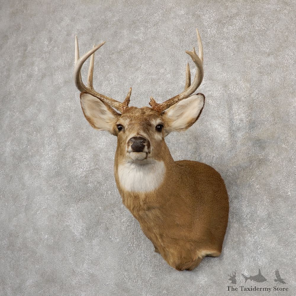 Whitetail Deer Shoulder Mount For Sale #18850 @ The Taxidermy Store