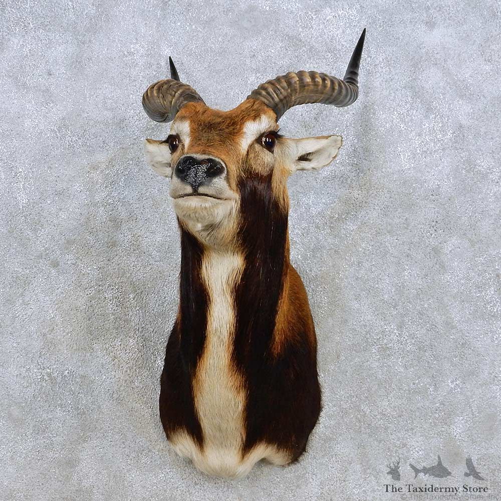 Black Lechwe Shoulder Mount For Sale #14266 @ The Taxidermy Store