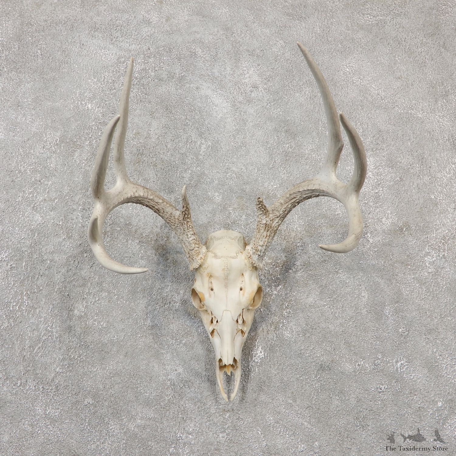 Whitetail Deer Skull European Mount For Sale #19240 @ The Taxidermy Store