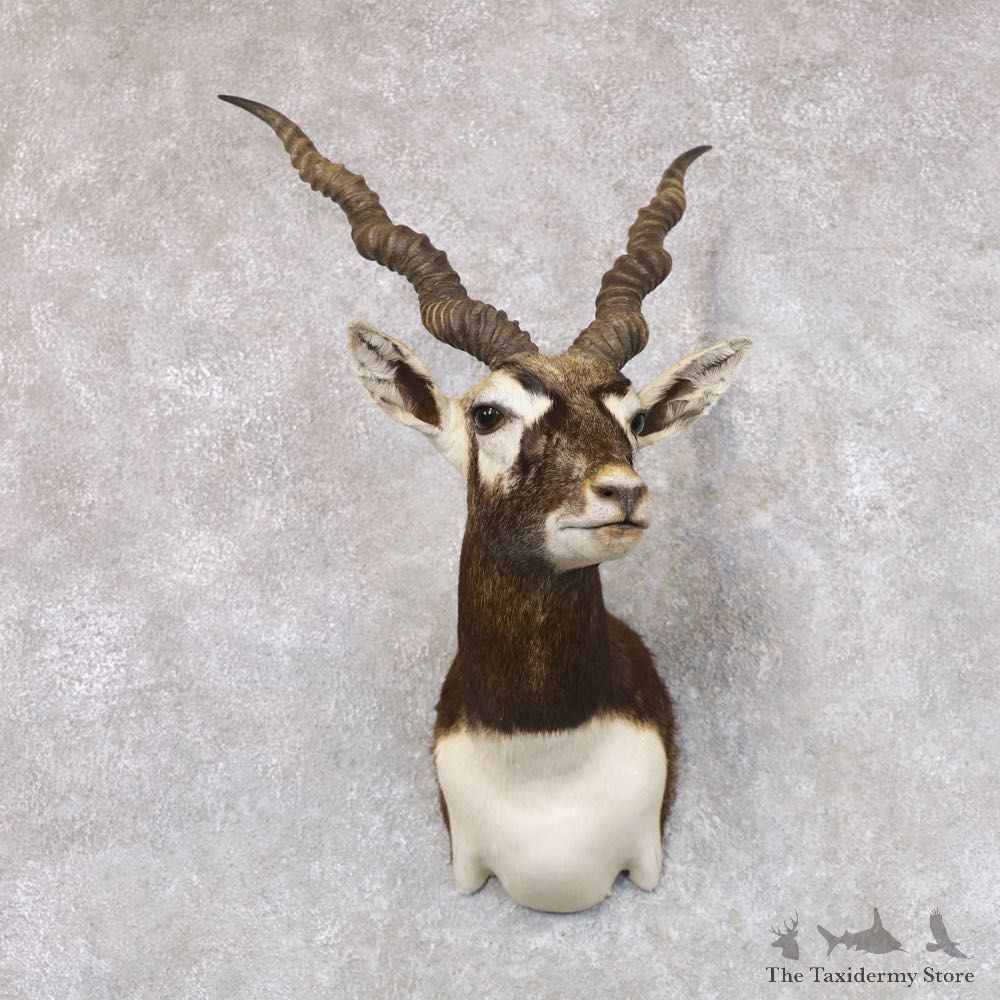 India Blackbuck Shoulder Mount For Sale #22510 @ The Taxidermy Store