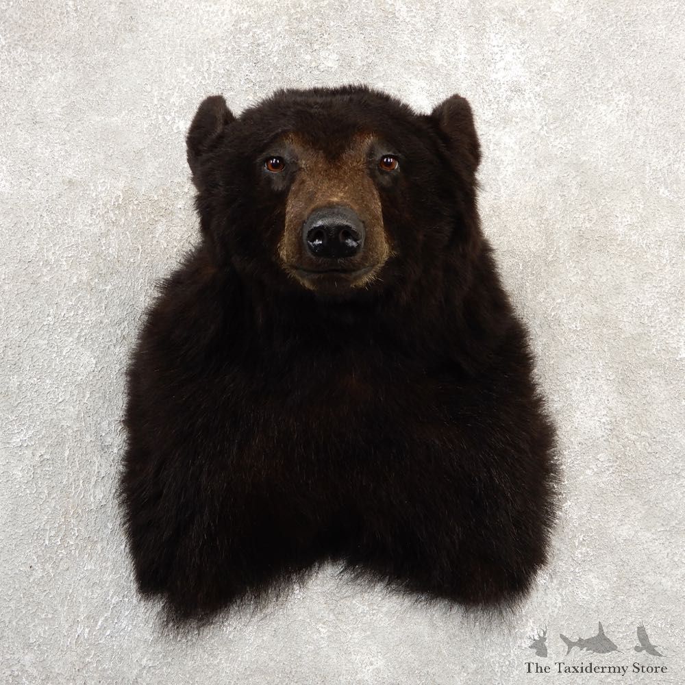 Black Bear Shoulder Mount For Sale #20784 @ The Taxidermy Store