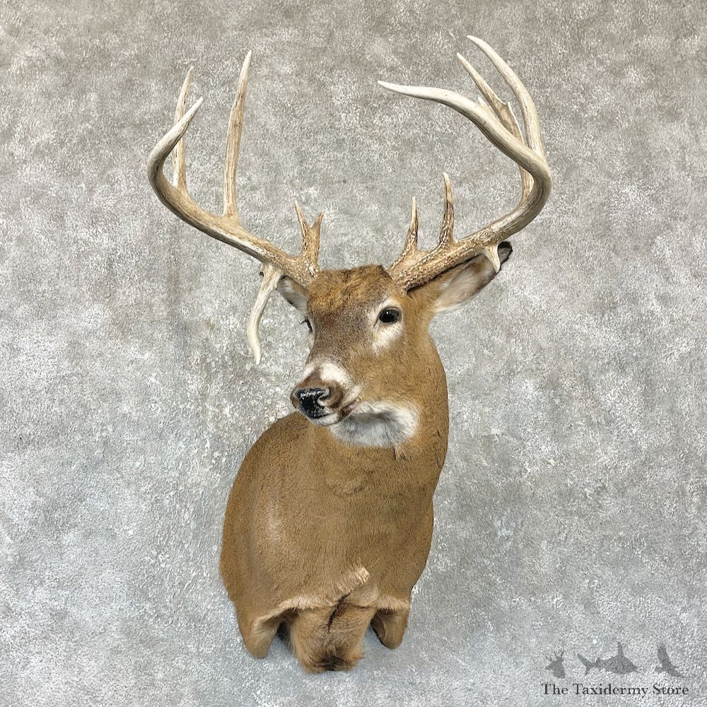 Whitetail Deer Shoulder Mount For Sale #26321 @ The Taxidermy Store