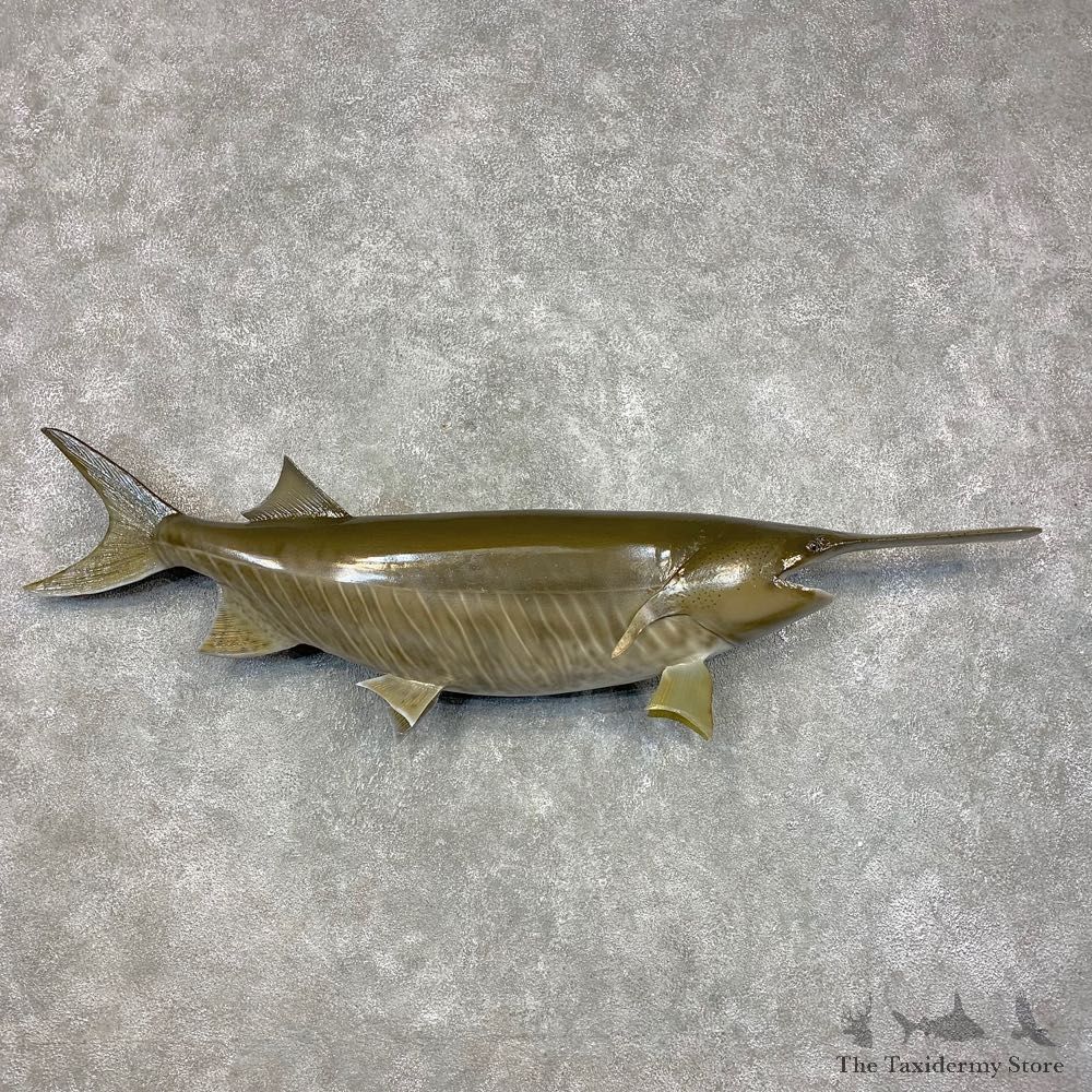 Reproduction American Paddlefish Mount For Sale #21455 @ The Taxidermy Store
