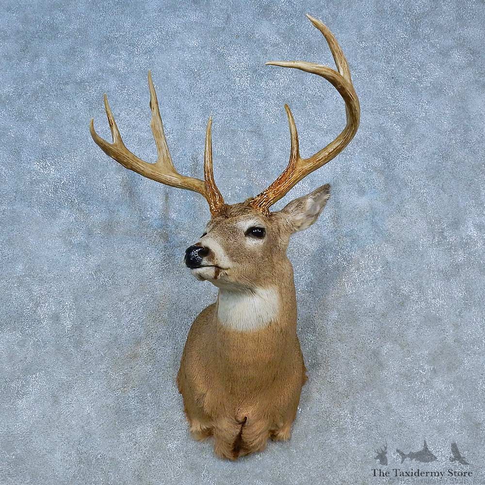 Whitetail Deer Shoulder Mount For Sale #15467 @ The Taxidermy Store