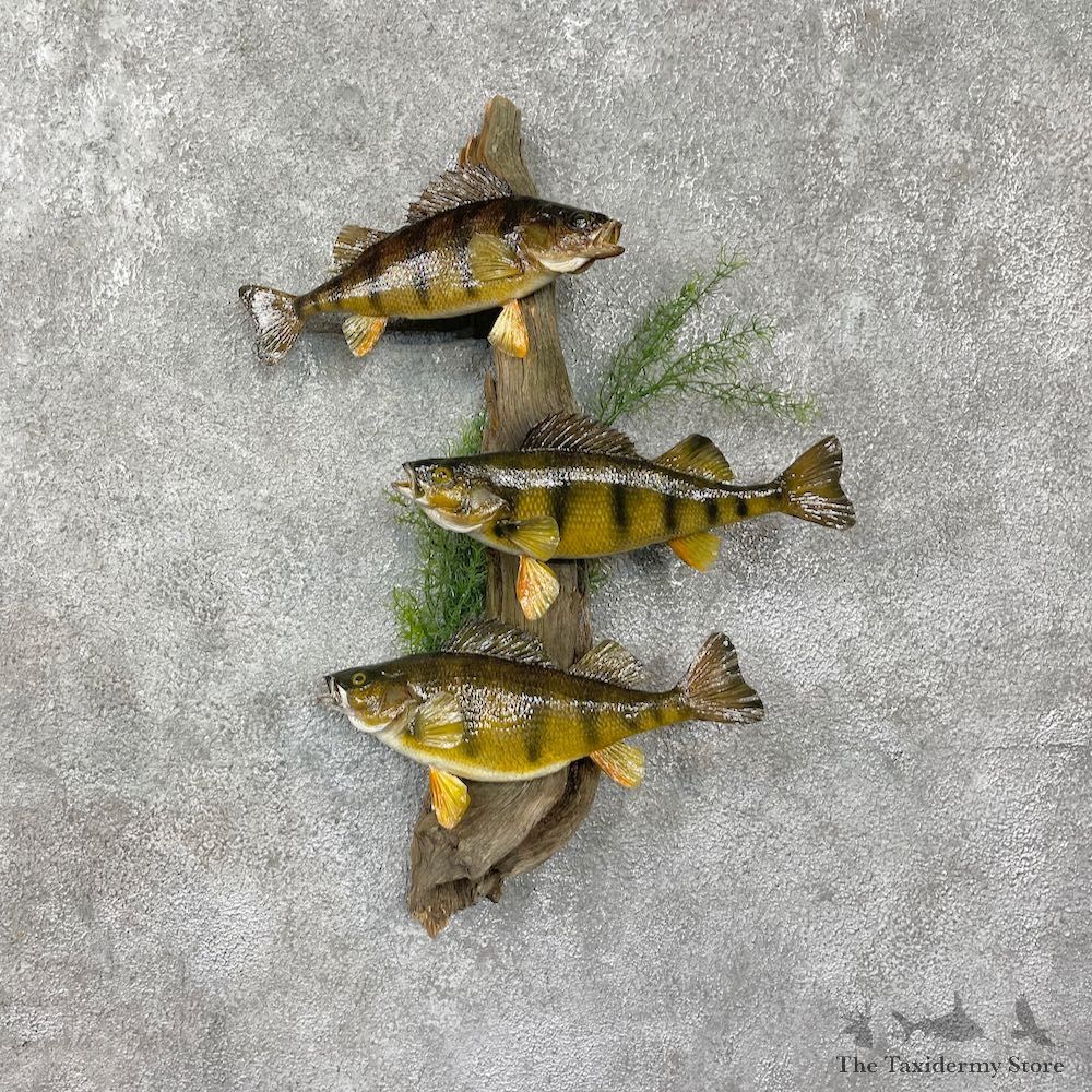 Perch Fish Mount #25571 For Sale @ The Taxidermy Store