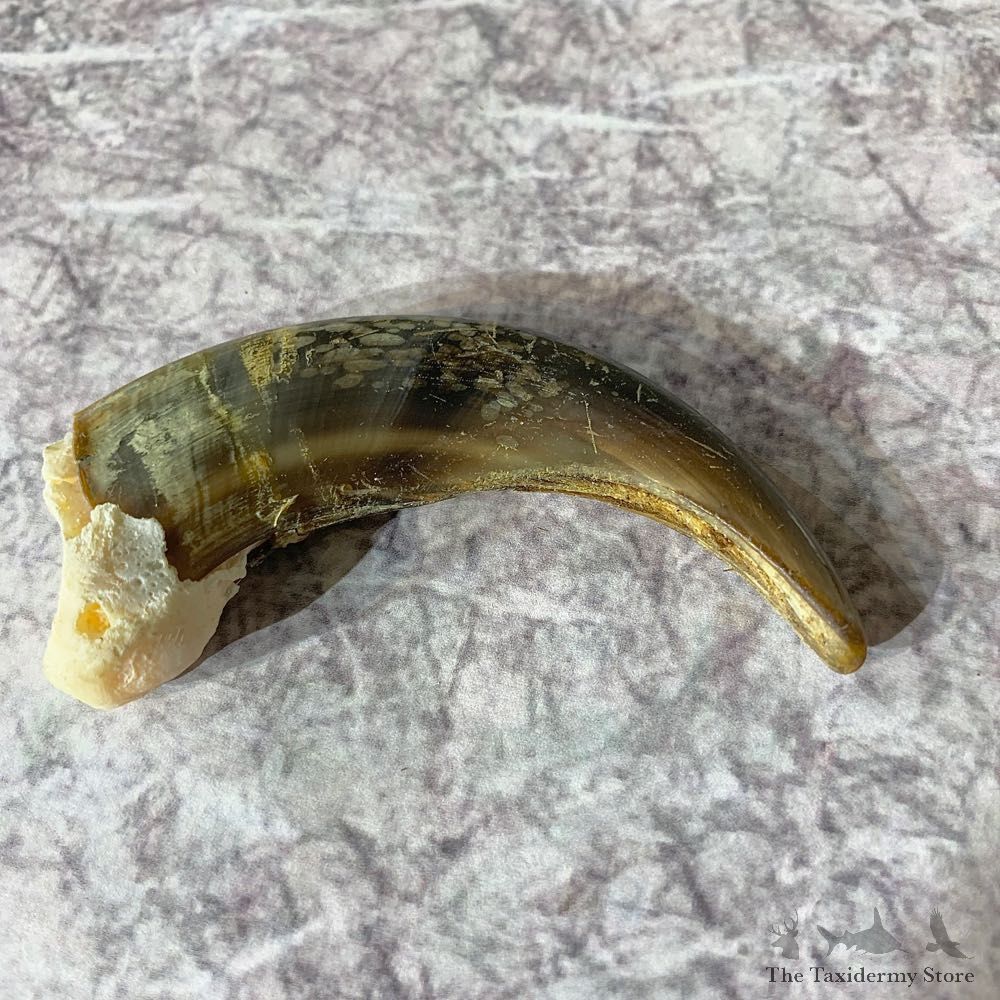 Grizzly Bear Claw For Sale #21900 - The Taxidermy Store