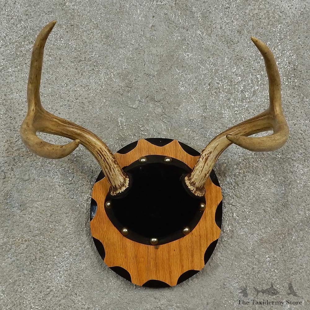 Whitetail Deer Antler Plaque For Sale #16926 @ The Taxidermy Store