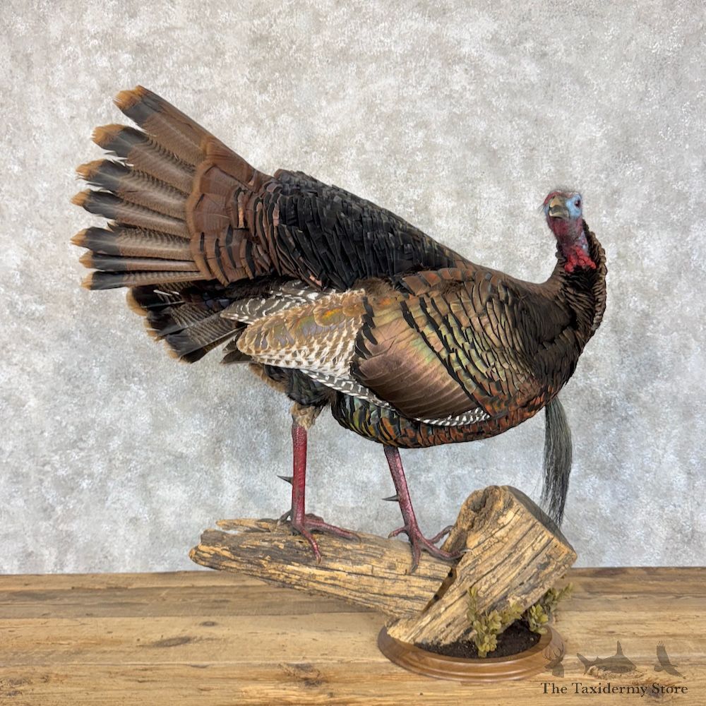 Eastern Turkey Bird Mount For Sale #30121 @ The Taxidermy Store