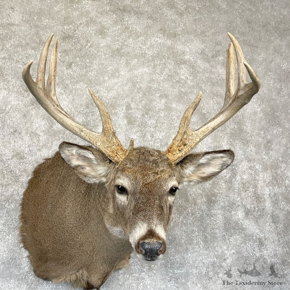 Whitetail Deer Shoulder Mount For Sale #28163 - The Taxidermy Store
