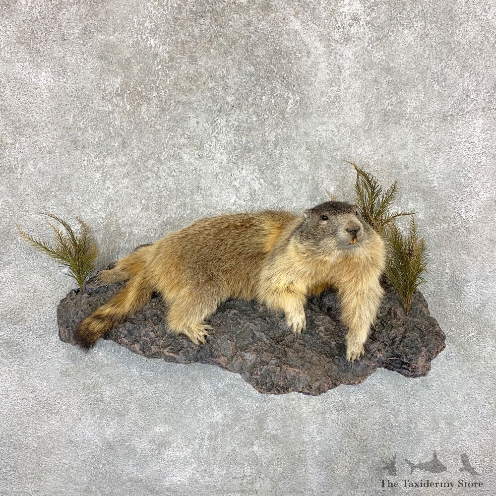 Yellow-Bellied Marmot Life-Size Mount For Sale #22383 @ The Taxidermy Store