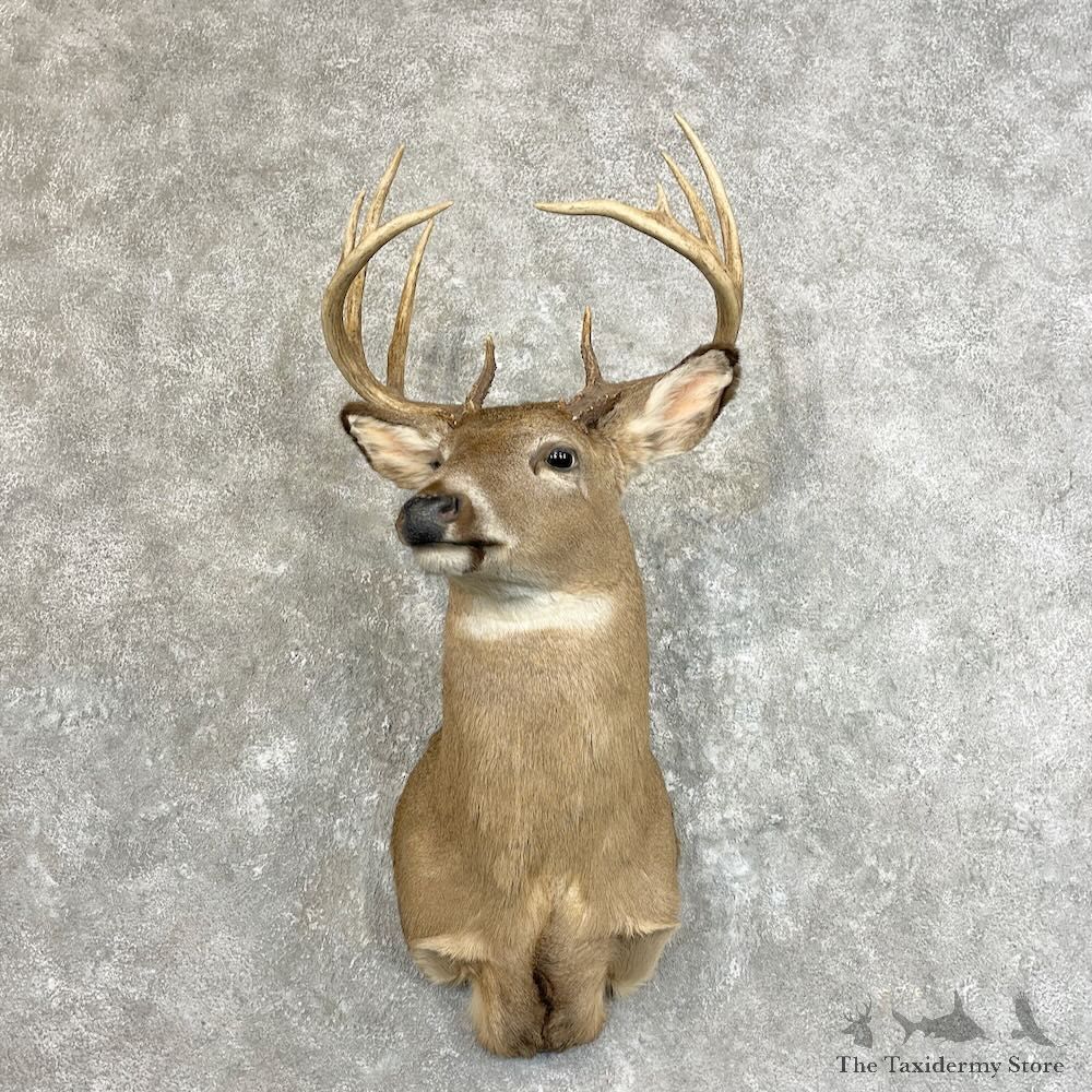 Whitetail Deer Shoulder Mount For Sale #27776 - The Taxidermy Store