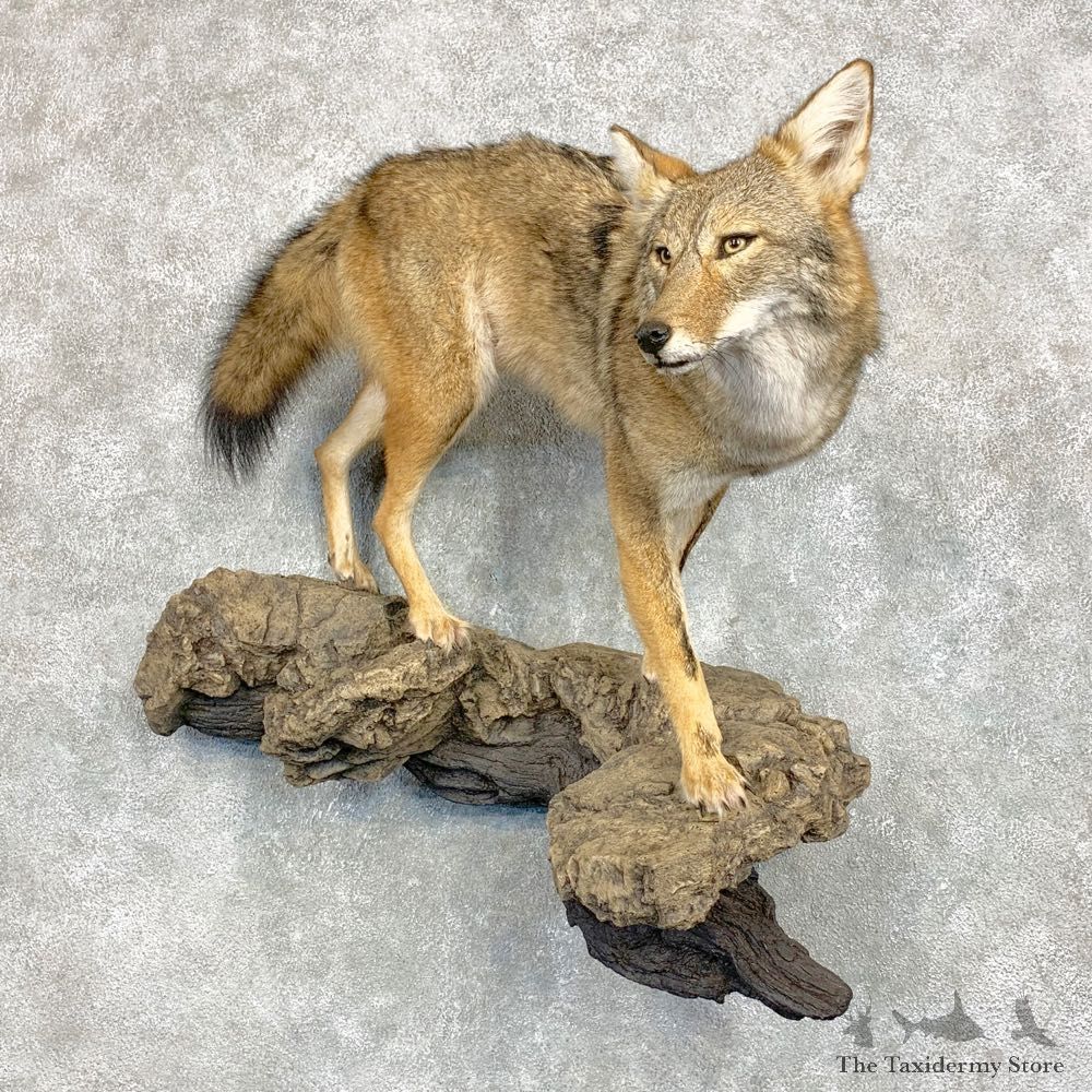 Coyote Life Size Mount #21683 For Sale @ The Taxidermy Store
