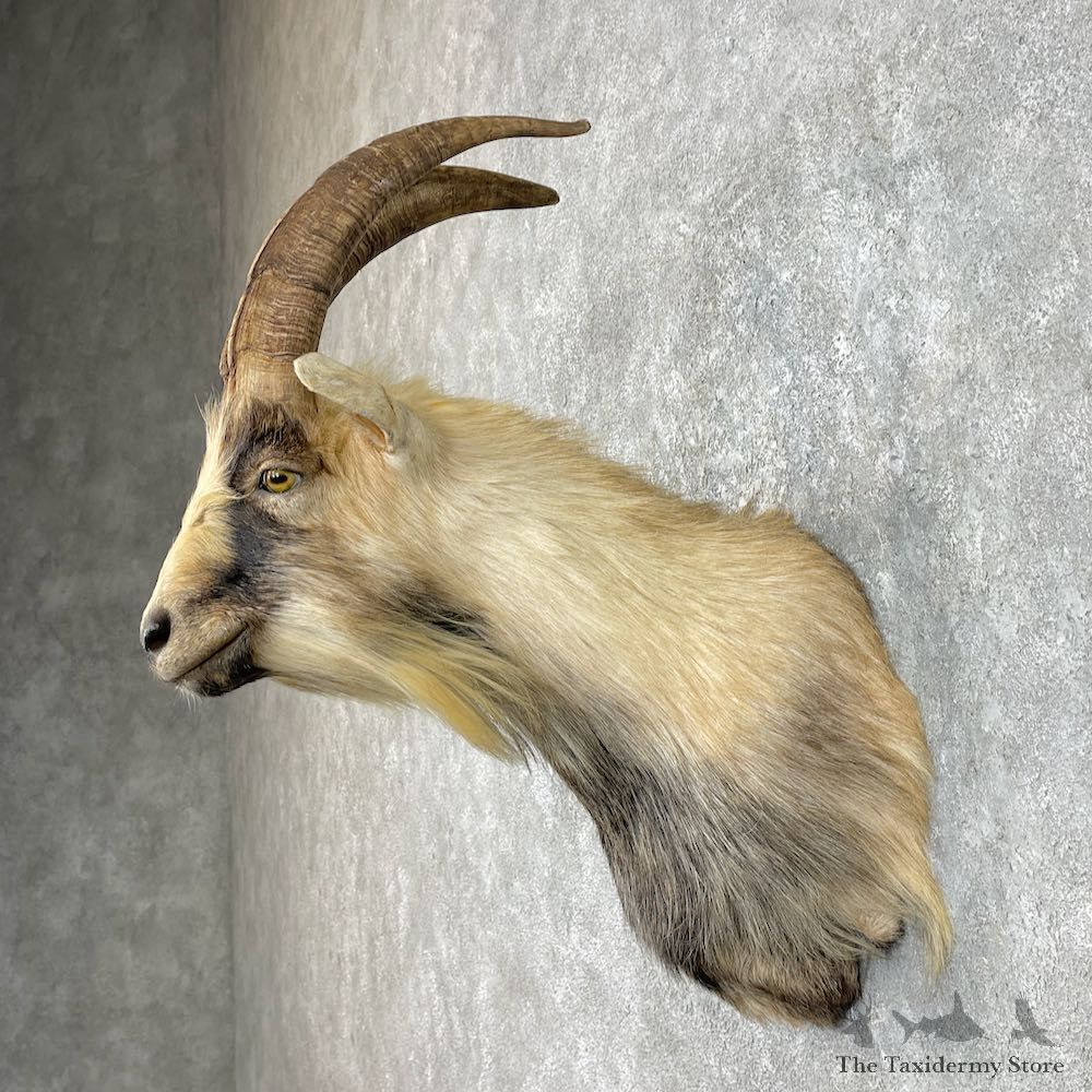 Feral Goat Shoulder Mount For Sale #25782 @ The Taxidermy Store