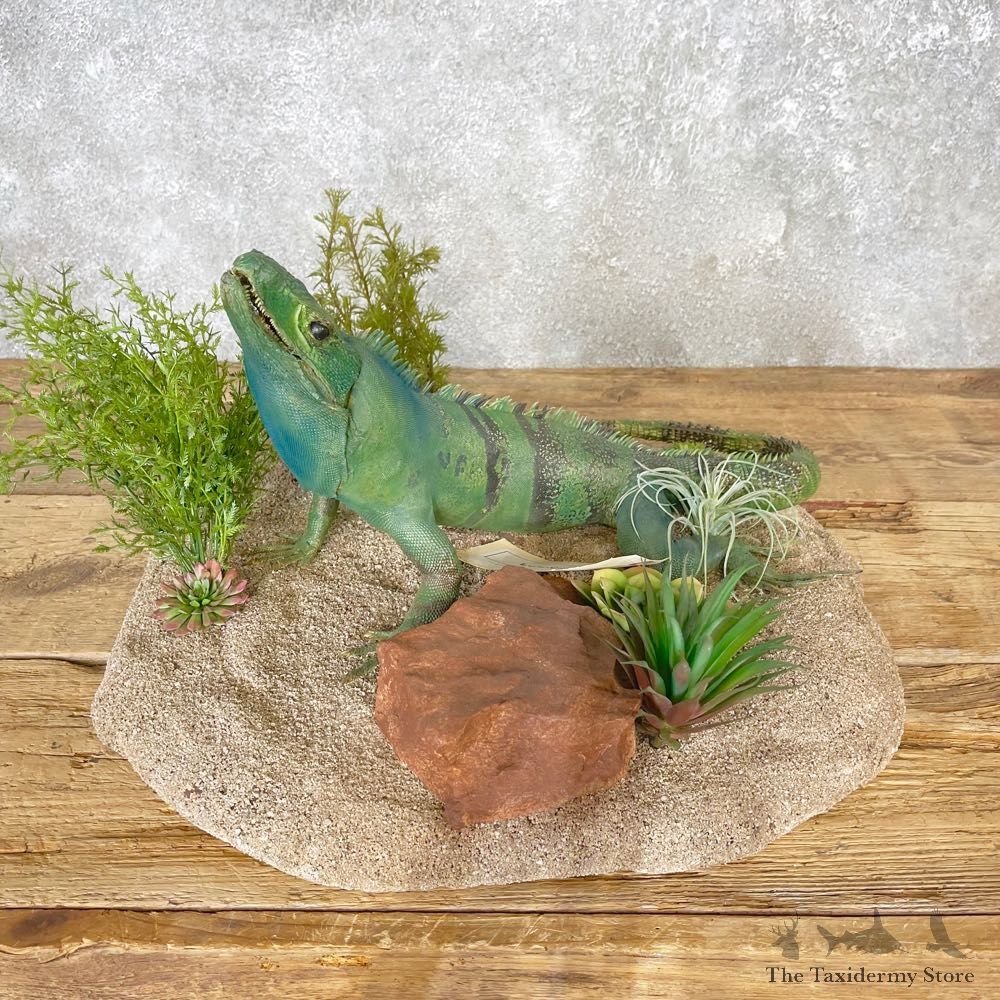 Green Iguana Mount For Sale #25060 @ The Taxidermy Store
