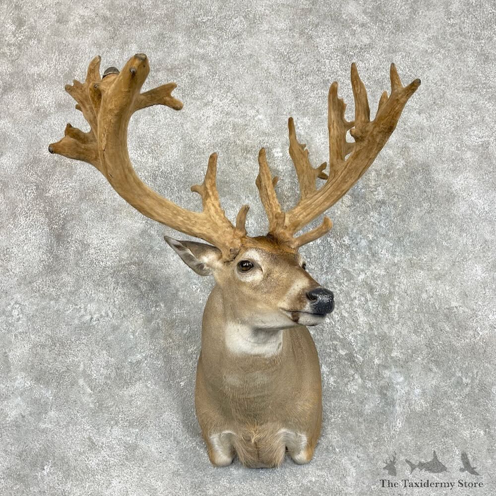Whitetail Deer Shoulder Mount For Sale #27425 @ The Taxidermy Store