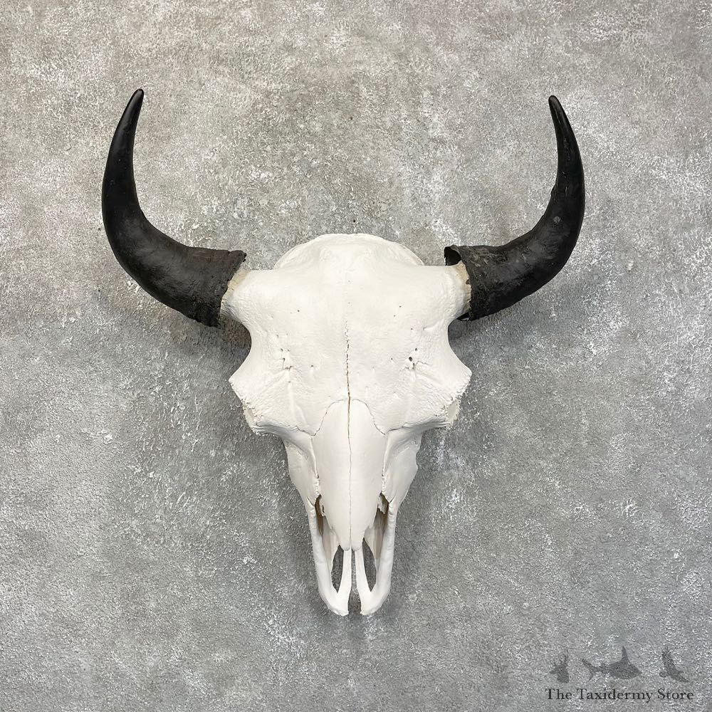 Buffalo Bison Skull Mount For Sale #24237 @ The Taxidermy Store